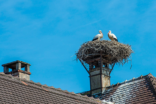 Birds resting in their nest on a chimney.