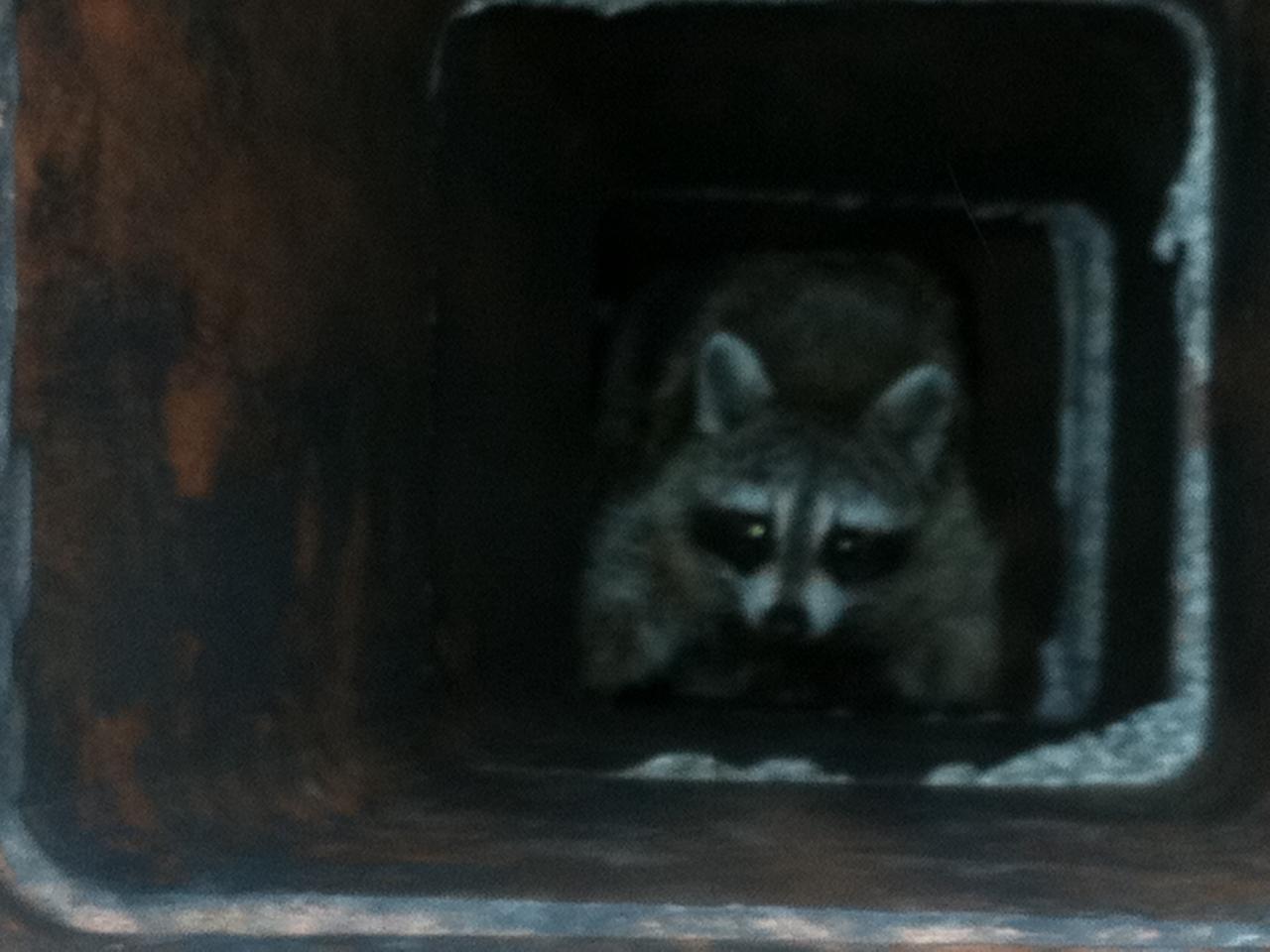 Raccoon looks up from inside a chimney.