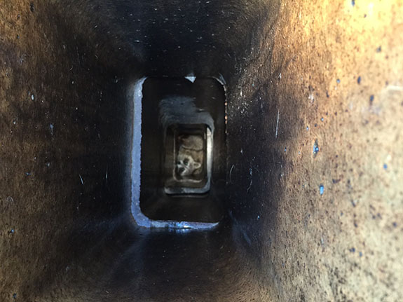 racoon stuck in pipe | Doctor Flue