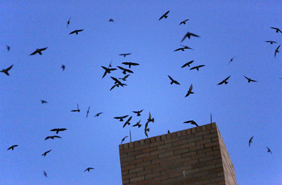 chimney swifts circling a chimney | Doctor Flue