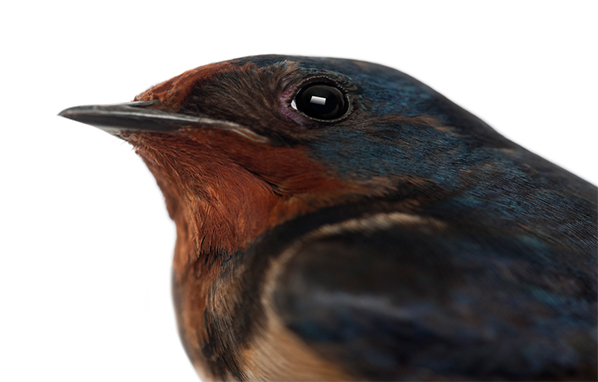Close up of a barn swallow