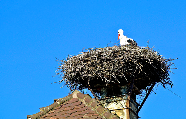 Stork perched upon a large nest on top of a chimney.