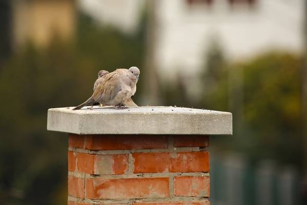 An animal on top of a chimney