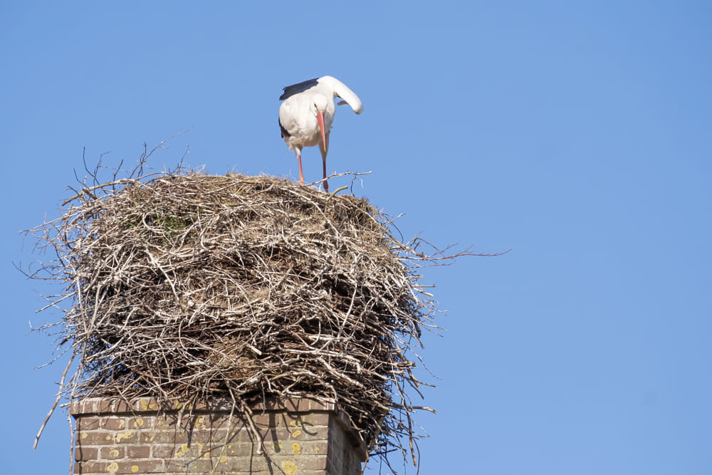 A bird standing in his nest on a chimney