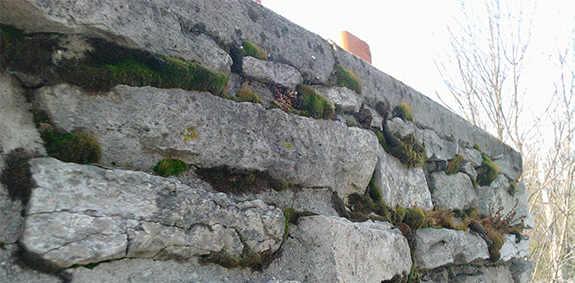 Close up of deteriorating chimney mortar joints with plant life growing out of the cracks.