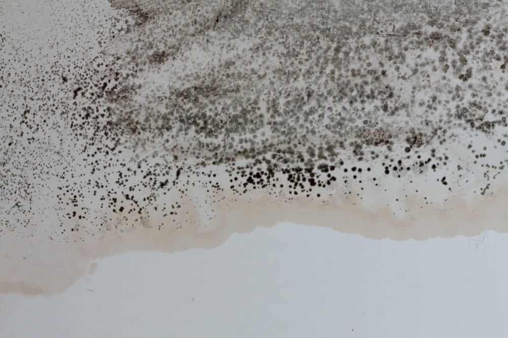 black mold on a white wall