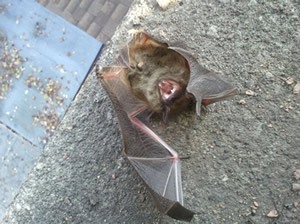 Bat clinging to a chimney