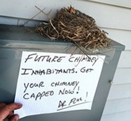 Hatchlings nesting inside a chimney
