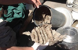 Critters found hiding in a chimney