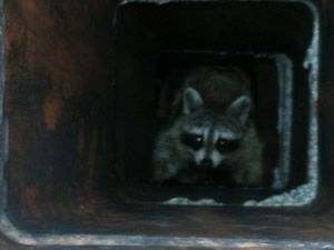 Raccoon climbing out of an uncapped chimney